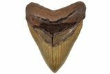 Serrated, Fossil Megalodon Tooth - North Carolina #299011-1